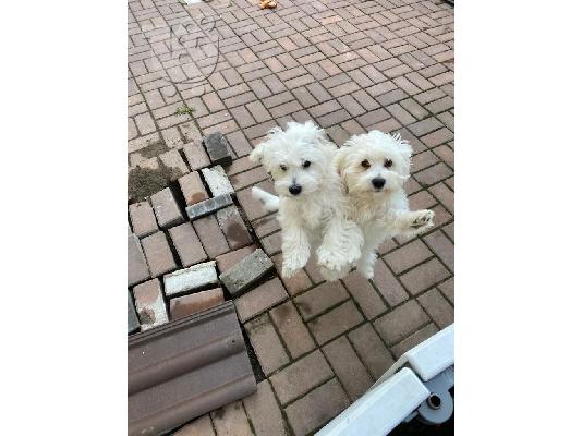 Bichon Maltese Προς Πώληση